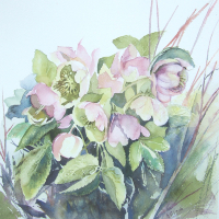 Hellebores Flowers Watercolour – Chandlers Ford, Eastleigh, Hampshire Art Gallery – Ruth Lewis