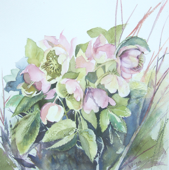 Hellebores Watercolour - Flowers Art Gallery - Chandlers Ford Eastleigh Hampshire Art Group Artist Ruth Lewis