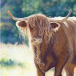 Animal Portrait – Hampshire Art Gallery – Scotish Highland Cow – Jennifer Thorpe