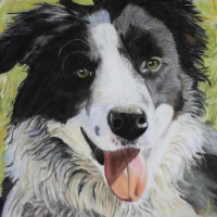 Border Collie Dog Portrait – Ringwood Art Society member – Animal Portrait Artist  Pauline Scott