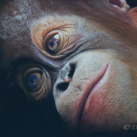 Baby Orangutan - Primate - Pastel Art - Romsey Hampshire Wildlife Artist Debbie Goulden