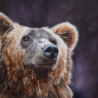 Bear – Original Oil Painting – Romsey Hampshire Wildlife Artist Debbie Goulden