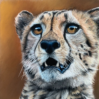 Cheetah – Pastel Art – Romsey Hampshire Wildlife Artist Debbie Goulden