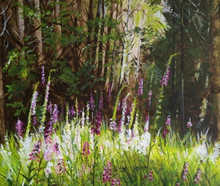 Foxgloves - Alice Holt Forest Hampshire England - Painting Sold - Commissions invited