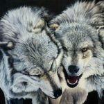 Wolves – Original Oil Painting – Romsey Hampshire Wildlife Artist Debbie Goulden