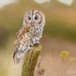 Tawny Owl At Rest – Oil Painting – Romsey Hampshire Wildlife Artist Debbie Goulden