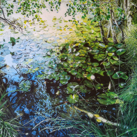 Water Lilies, Thursley – Surrey Hills Area of Outstanding Natural Beauty – Farnham Artist Martin Southwood