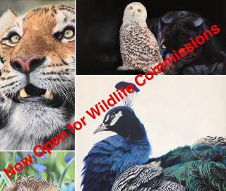 Wildlife and Pet Portrait Commissions - Romsey Hampshire Artist Debbie Goulden