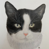 Black and White Cat – Pet Portrait by New Forest Hampshire Animal Portraiture Artist Darcy Long