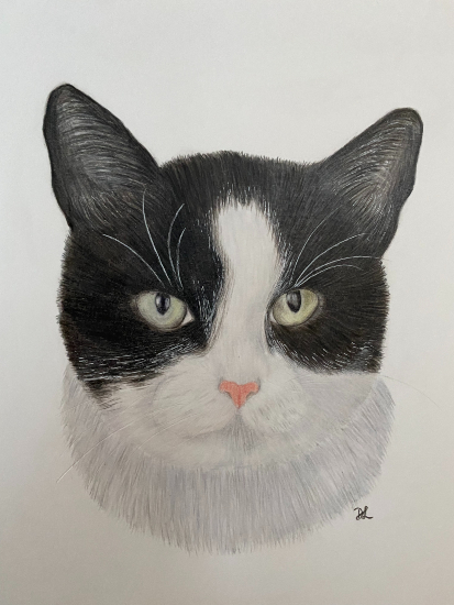 Black and White Cat - Pet Portrait by New Forest Hampshire Animal Portraiture Artist Darcy Long