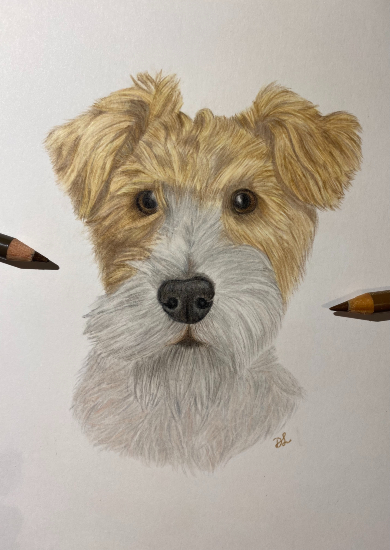 Fox Terrier - Canine Portrait by New Forest Hampshire Coloured Pencil Portraiture Artist Darcy Long - Commissions Welcome