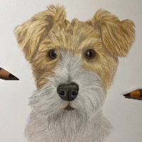 Fox Terrier - Dog Portrait - New Forest Hampshire Coloured Pencil Portraiture Artist Darcy Long - Commissions Welcome