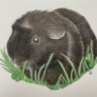 Guinea Pig – Pet and Animal Pencil Portraiture Artist Darcy Long – Hampshire, England