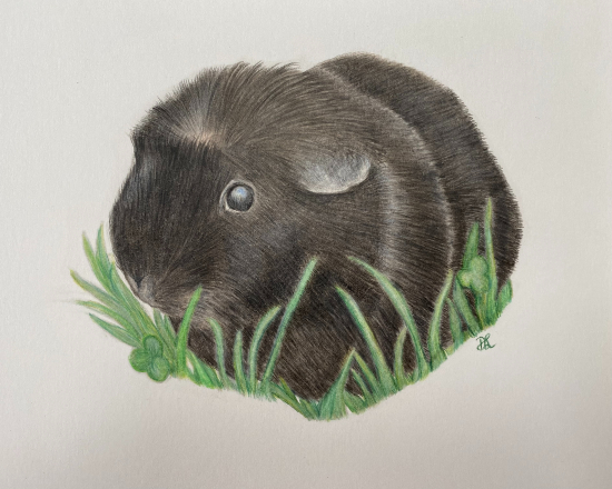 Guinea Pig - Pet and Animal Pencil Portraiture Artist Darcy Long