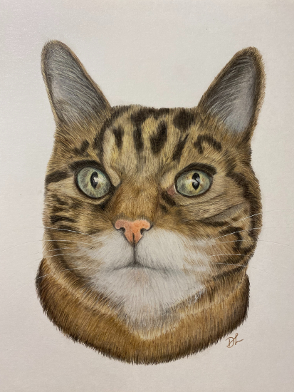 Tabby Cat - Pet and Animal Portraits - New Forest Hampshire Pencil Artist Darcy Long