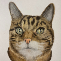 Tabby Cat – Pet and Animal Portraits – New Forest Hampshire Coloured Pencil Portraiture Artist Darcy Long