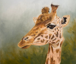Giraffe - Wildlife Pastel Artist Tricia Findlay