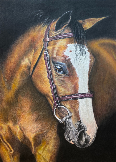 Horse Portrait - Lindford Hampshire Equine Artist Tricia Findlay