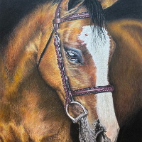 Horse Portrait – Lindford Hampshire Equine Artist Tricia Findlay