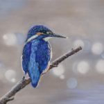 Kingfisher Pastel Portrait – Bird Artist Tricia Findlay – Lindford Hampshire
