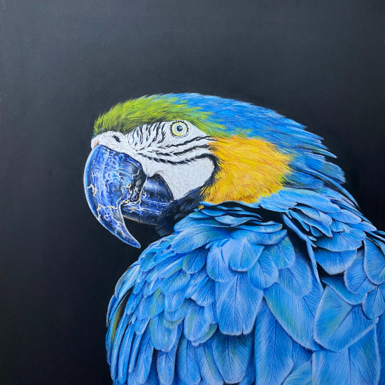 Macaw Portrait - Bird and Animal Pastel Artist Tricia Findlay
