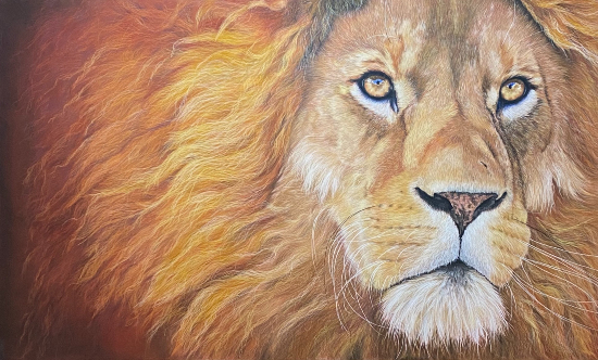 Pastel Lion - Wildlife Portrait - Lindford Hampshire Animal Artist Tricia Findlay