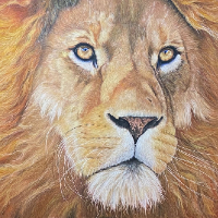 Pastel Lion – Wildlife Portrait – Lindford Hampshire Animal Artist Tricia Findlay