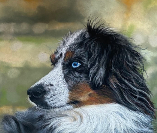 Pet Portrait Commissions - Contact Tricia Findlay