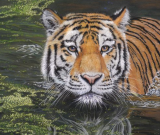 Tiger - Painting by Wildlife and Animal Portrait Artist Tricia Findlay