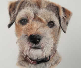 Border Terrier -Pet Portrait by Hampshire Artist Carol Fetherston