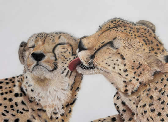 Cheetahs Bonding - Wildlife Artist Carol Fetherston