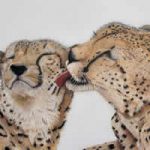Cheetahs Bonding – Wildlife Artist Carol Fetherston