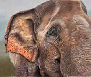 Elephant - Wildlife Artist Carol Fetherston