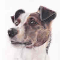 Jack Russell Terrier – Commissioned Pet Portrait from Client Photo – Carol Fetherston Hampshire Artist