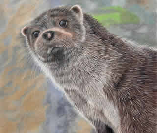 Otter - Wildlife Artist Carol Fetherston - Association of Animal Artists
