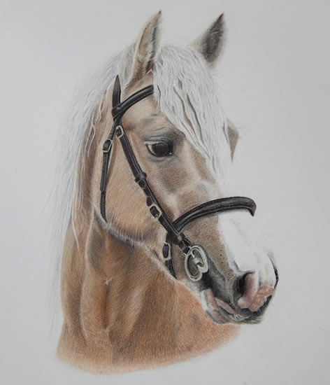 Palomino - Portrait of Horse - Chineham Hampshire Artist Carol Fetherston