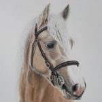 Palomino – Portrait of Horse – Chineham Hampshire Artist Carol Fetherston