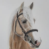 Palomino - Portrait of Horse by Chineham Hampshire Artist Carol Fetherston