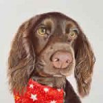 Spaniel – Commissioned Pet Portrait – Hampshire Artist Carol Fetherston
