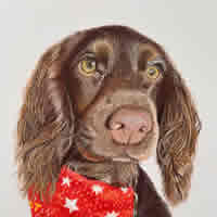Spaniel – Commissioned Pet Portrait – Hampshire Artist Carol Fetherston