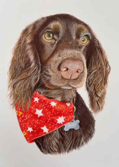 Spaniel - Commissioned Pet Portrait - Hampshire Artist Carol Fetherston