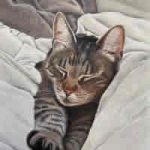 Tabby Cat – Artwork by Chineham Hampshire Artist Carol Fetherston