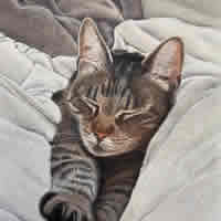 Tabby Cat – Artwork by Chineham Hampshire Artist Carol Fetherston