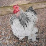 Wistful Thinking – Rooster by Animal Artist Carol Fetherston